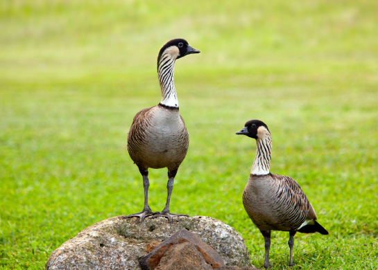 Nene Goose